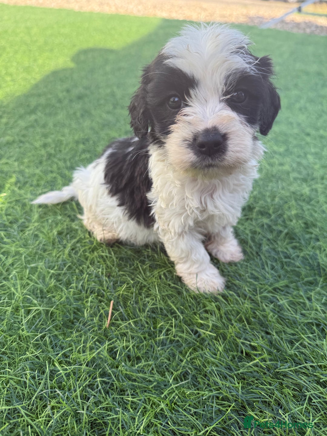 Mixed Breed dogs for sale: 7 stunning cockerjack puppies  - Image 2