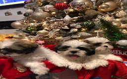 Shih Tzu dogs for sale: 2 Shih Tzu puppies ready for their forever home - Advert 13
