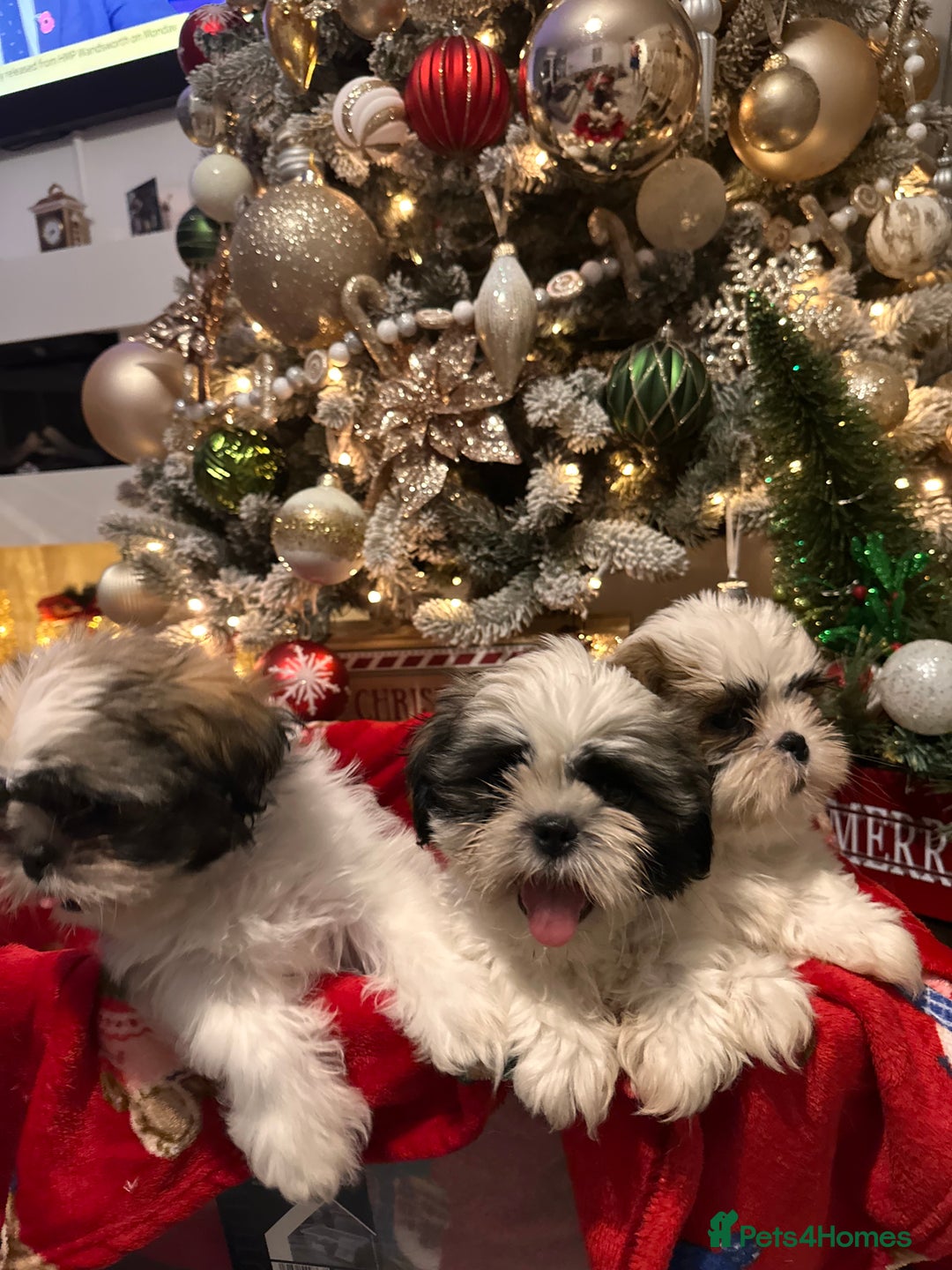 Shih Tzu dogs for sale: 2 Shih Tzu puppies ready for their forever home - Advert 13