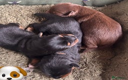 Mixed Breed dogs for sale: Gorgeous dachshund cross male puppy - Image 5