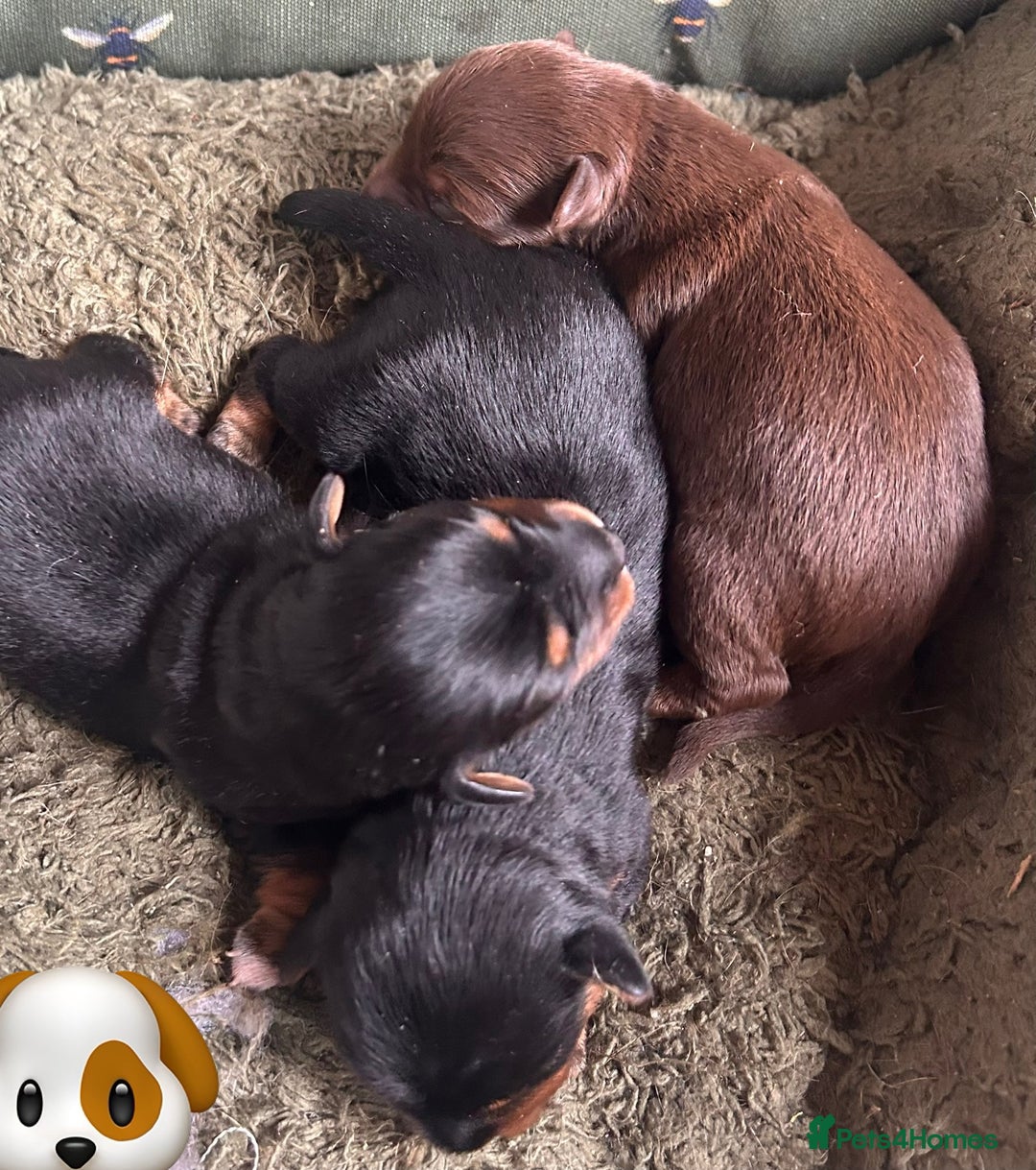 Mixed Breed dogs for sale: Gorgeous dachshund cross male puppy - Image 5