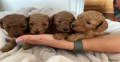 Cavapoo dogs - Advert 2
