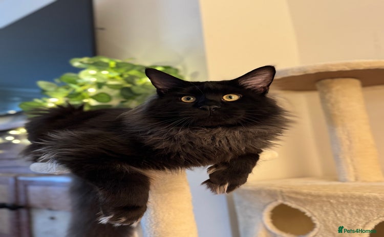 Maine Coon cats in Dunfermline - Advert 3