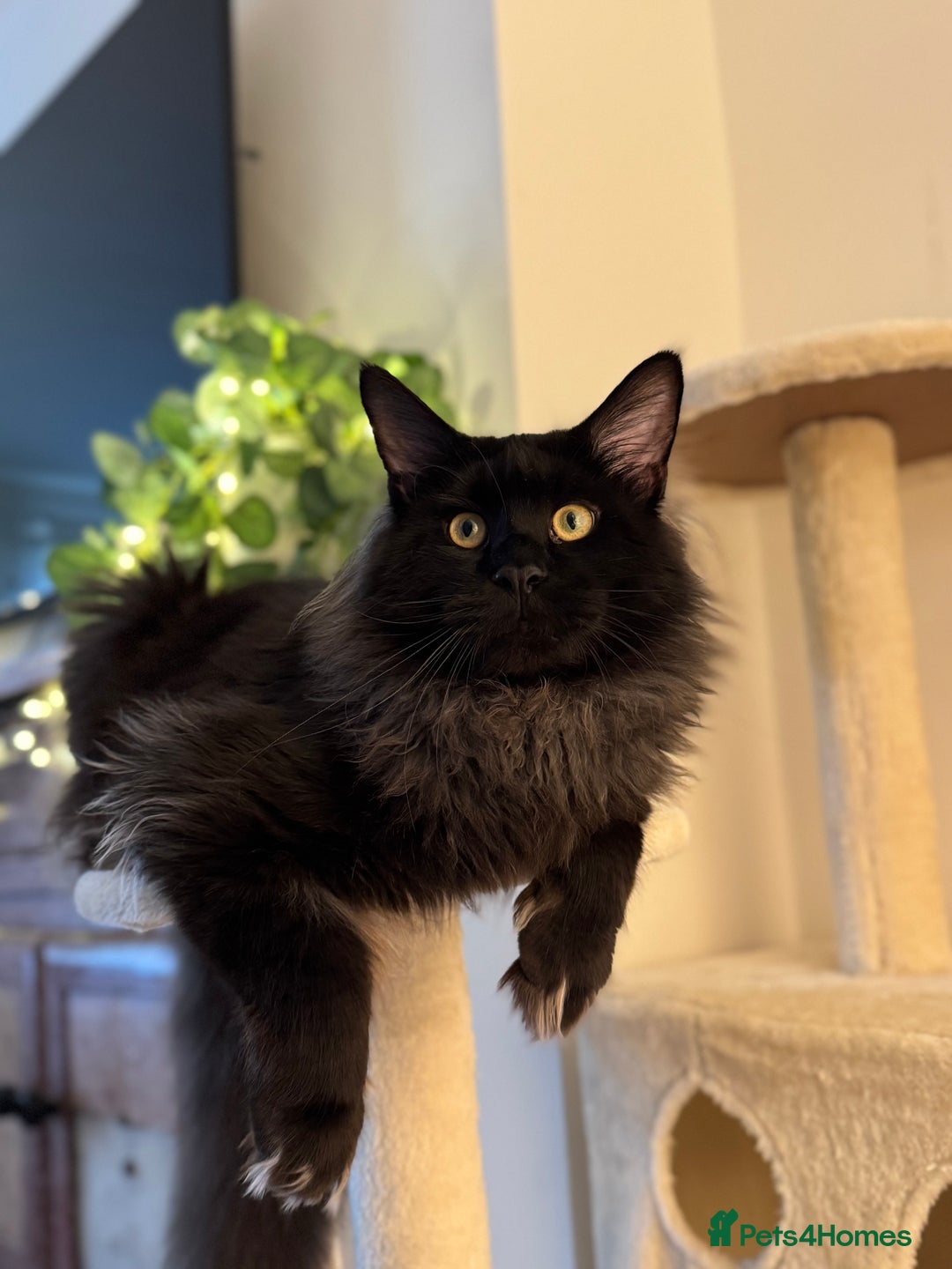 Maine Coon cats for stud: GCCF/TICA KING-SIZE STUD  in Dunfermline - Image 2