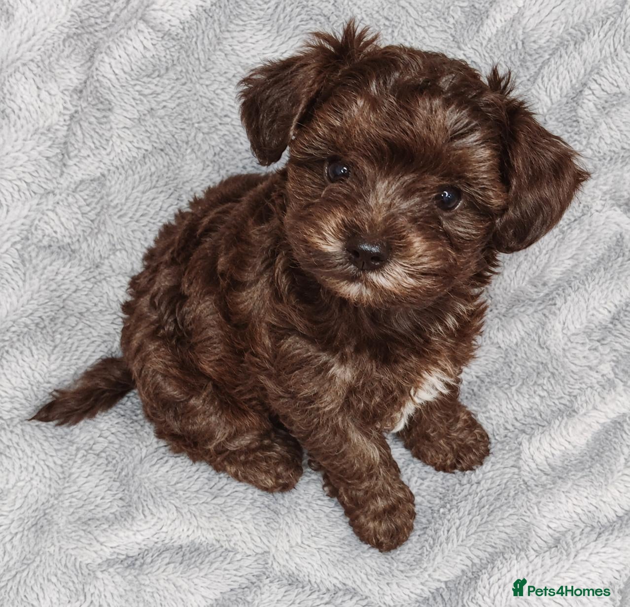 Maltipoo dogs for sale: F1 multipoo toy puppies  - Advert 1
