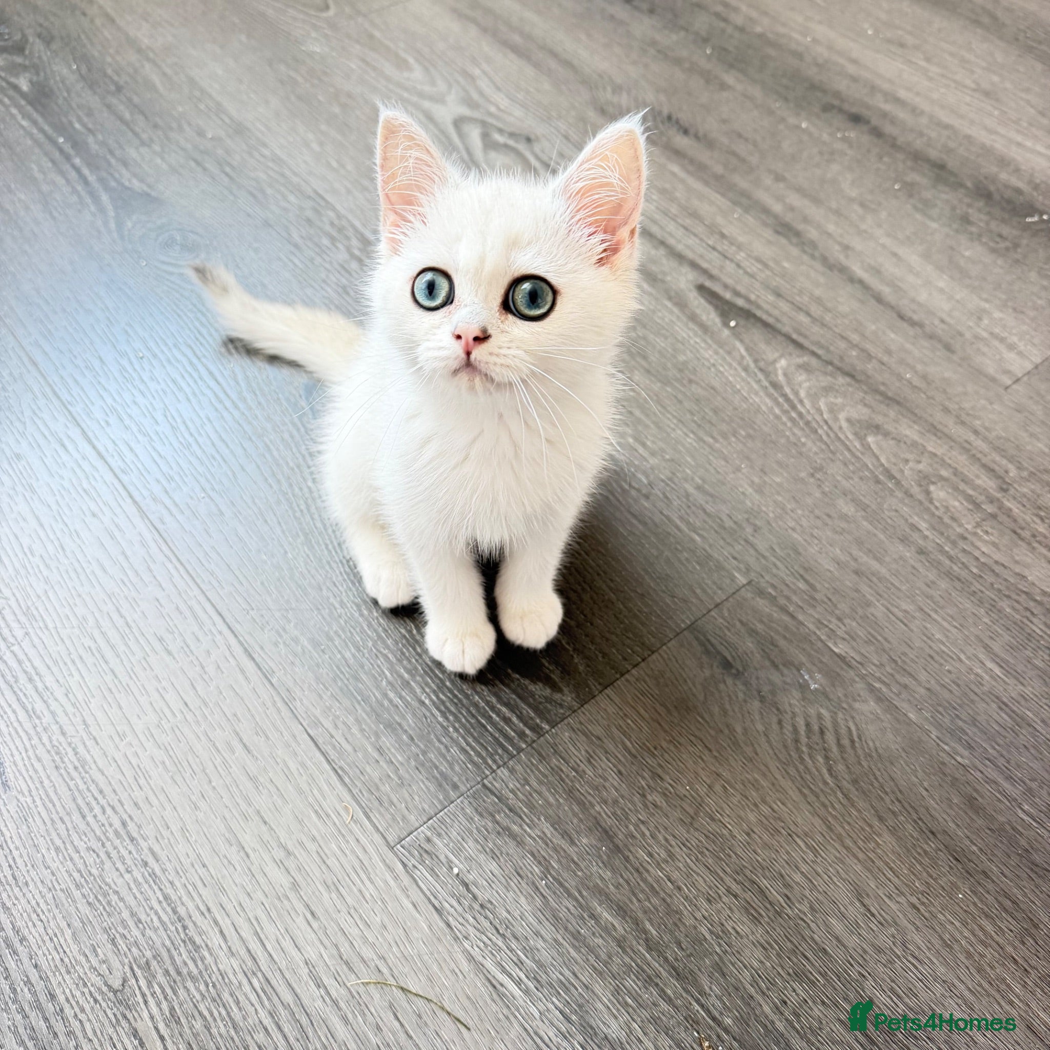 British Shorthair cats * British Shorthair boy TICA Registered Ready Now - Advert 1