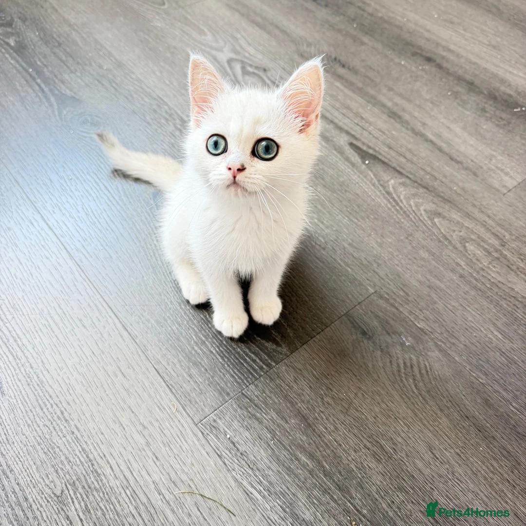 British Shorthair cats for sale: * British Shorthair boy TICA Registered Ready Now - Advert 1