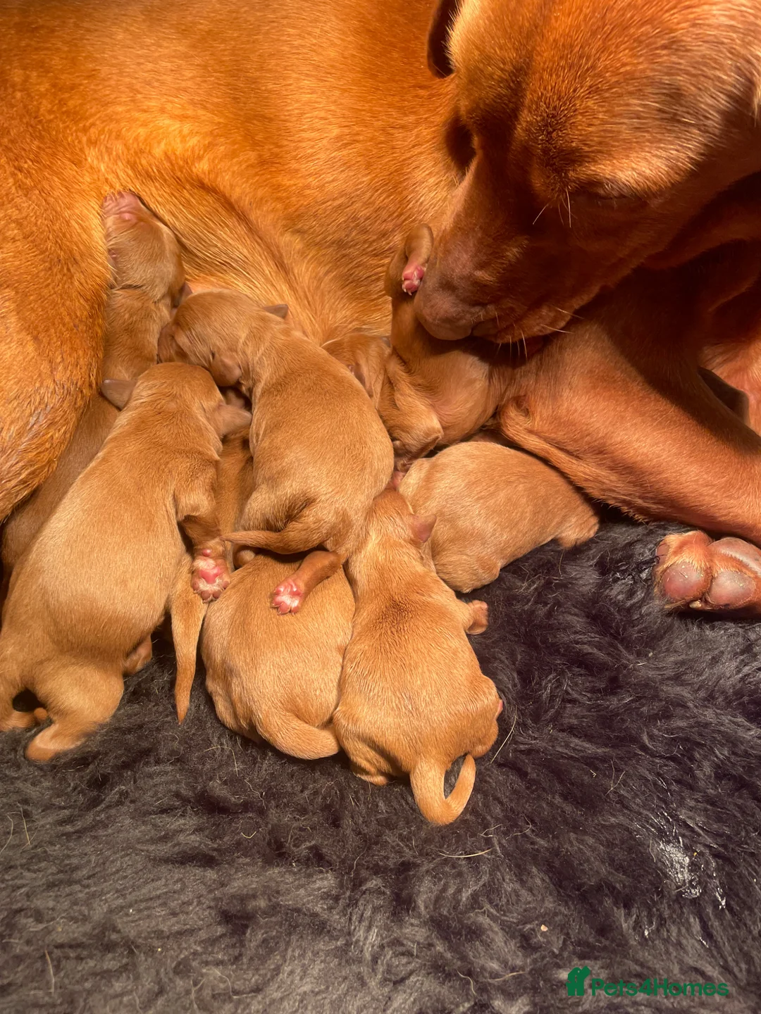 Labradoodle dogs for sale: Beautiful Red Labradoodle Pups - Advert 1