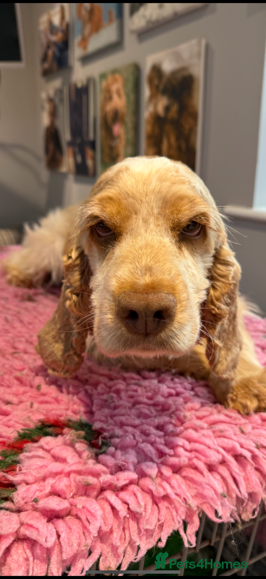 Cocker Spaniel dogs for sale: Beautiful Show type Cocker Spaniel - Image 2