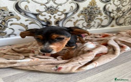 Mixed Breed dogs for sale: Cocker jack - Image 8