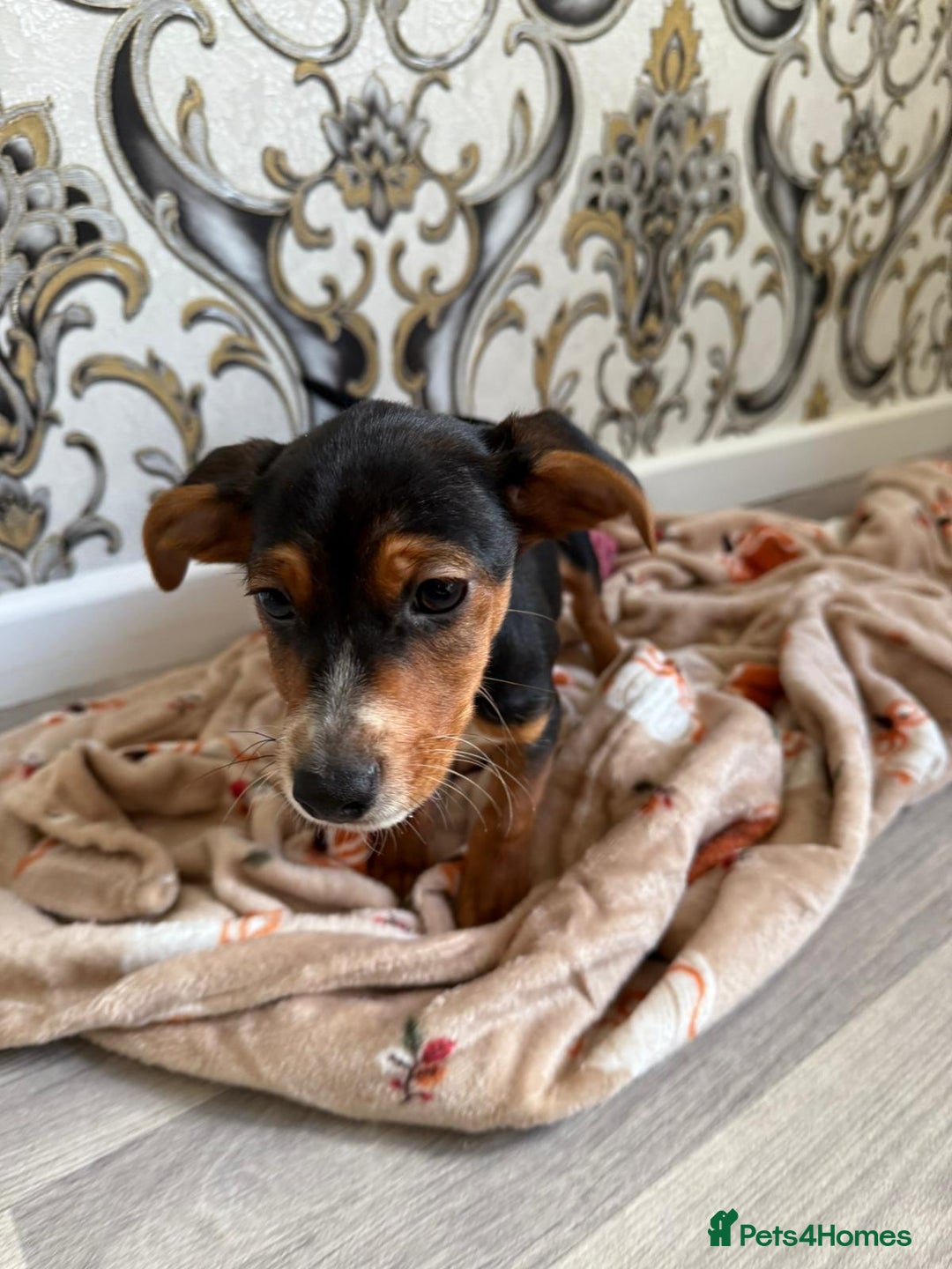 Mixed Breed dogs for sale: Cocker jack - Image 8