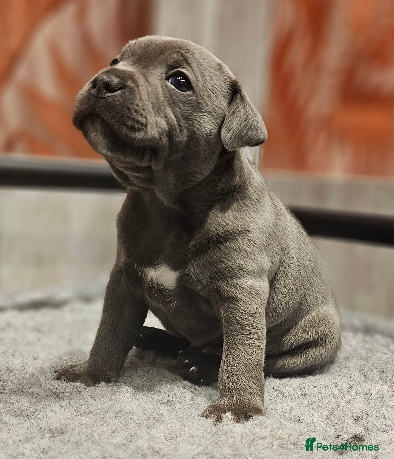 Staffordshire Bull Terrier dogs 💙Blue Staff Pups, KC Reg, 1 boy & 1 girl left💙🐾 - Advert 1