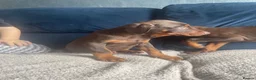 Dobermann dogs for sale: KC Dobermann pups  - Advert 8