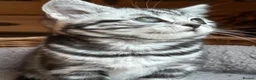 British Shorthair cats for sale: Pedigree British Shorthair Silver Tabby kittens - Advert 19