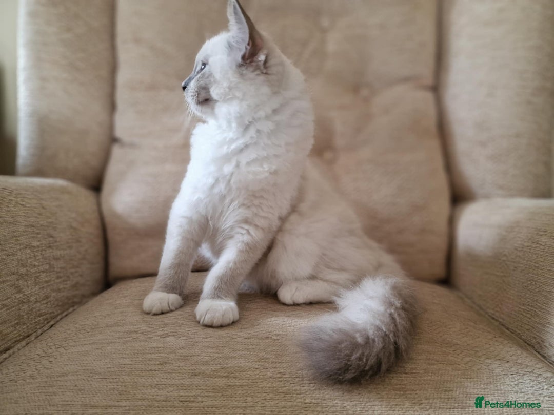 Ragdoll cats for sale: GRAND Champion European Line kittens.FULL PEDIGREE - Image 12