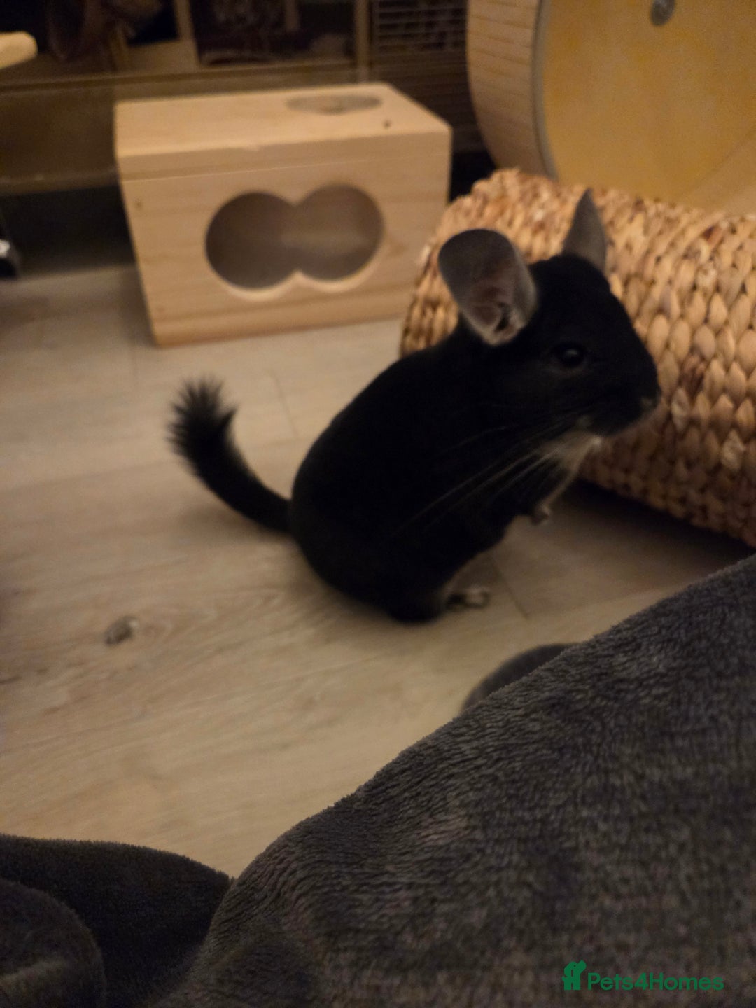 Chinchilla rodents for sale: Two Male Chinchillas with Cage and Set-Up - Advert 15