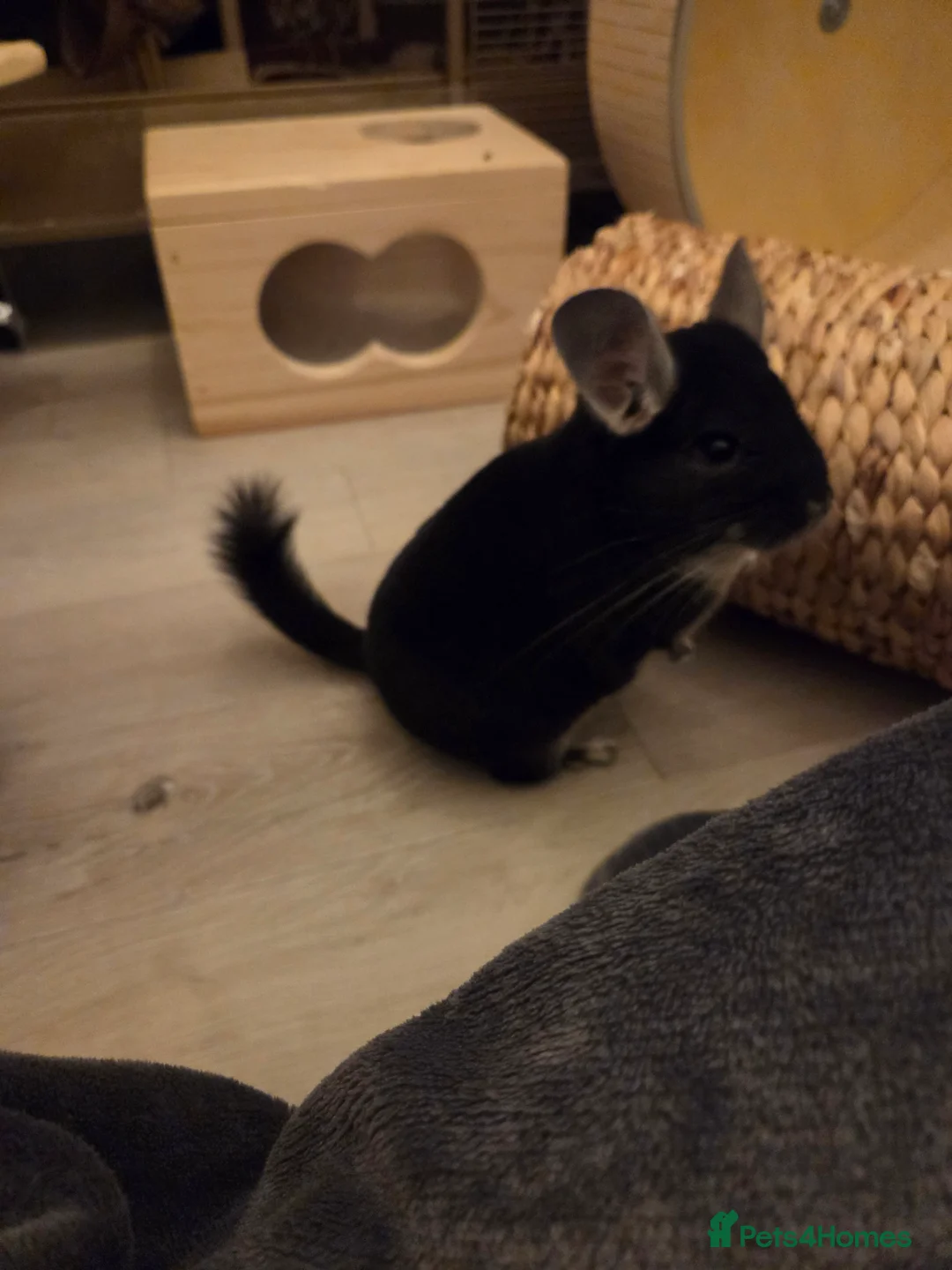 Chinchilla rodents for sale: Two Male Chinchillas with Cage and Set-Up - Advert 15