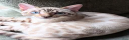 Mixed Breed cats for sale: Snow Lynx Bengal Male - Advert 5