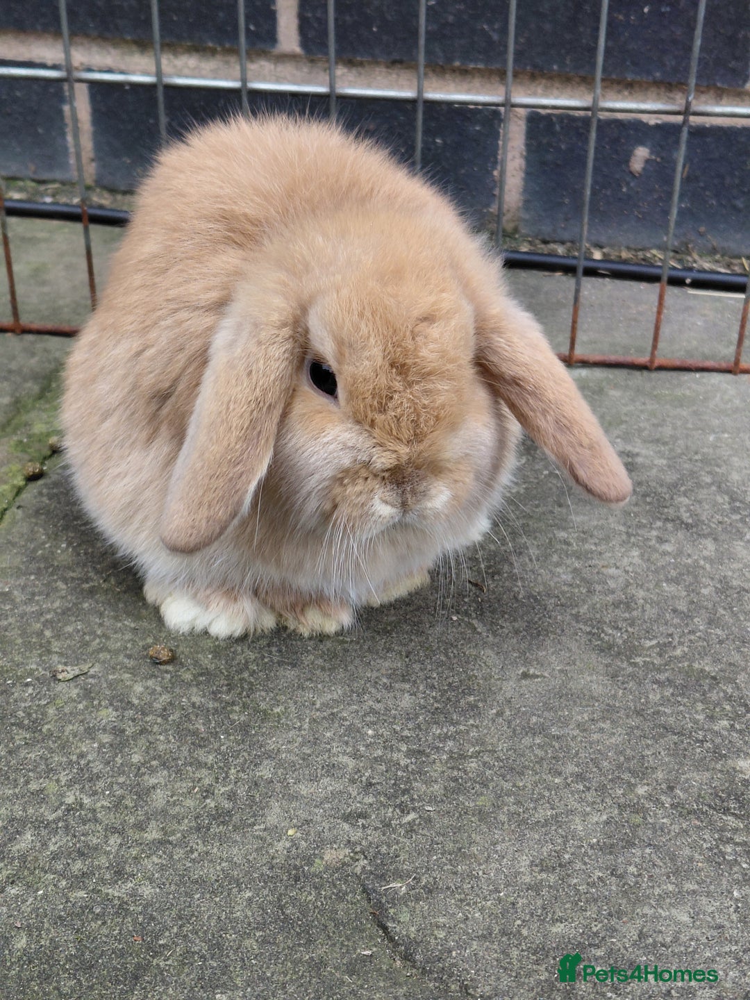 Mini Lop rabbits for sale: Mini Lop babies. All boys.  - Advert 2