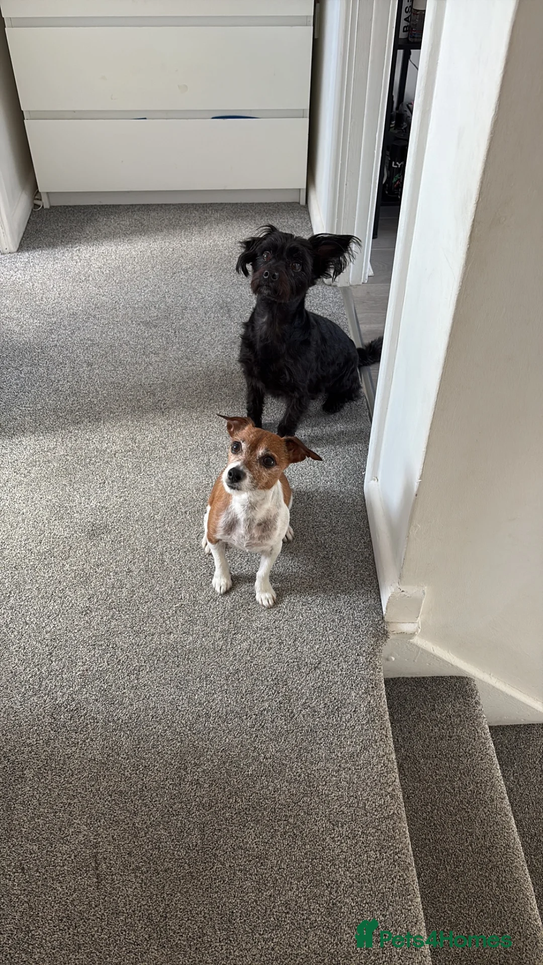 Mixed Breed dogs for sale: Jr x yorkie  - Advert 2