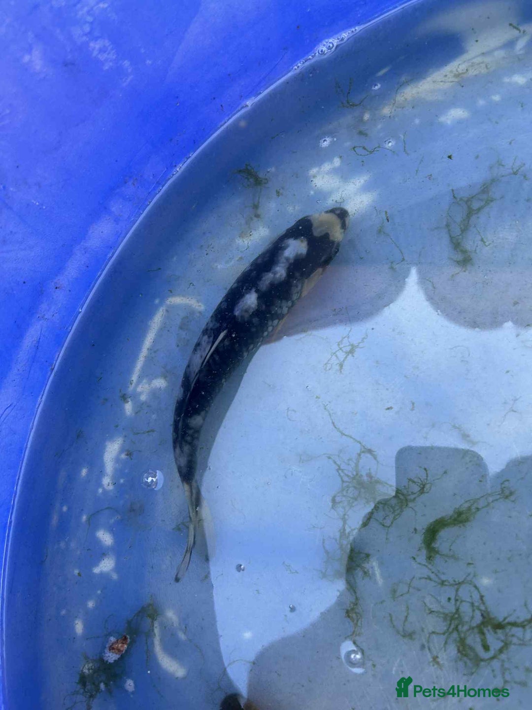 Koi Carp fish for sale: Koi for sale - Image 11