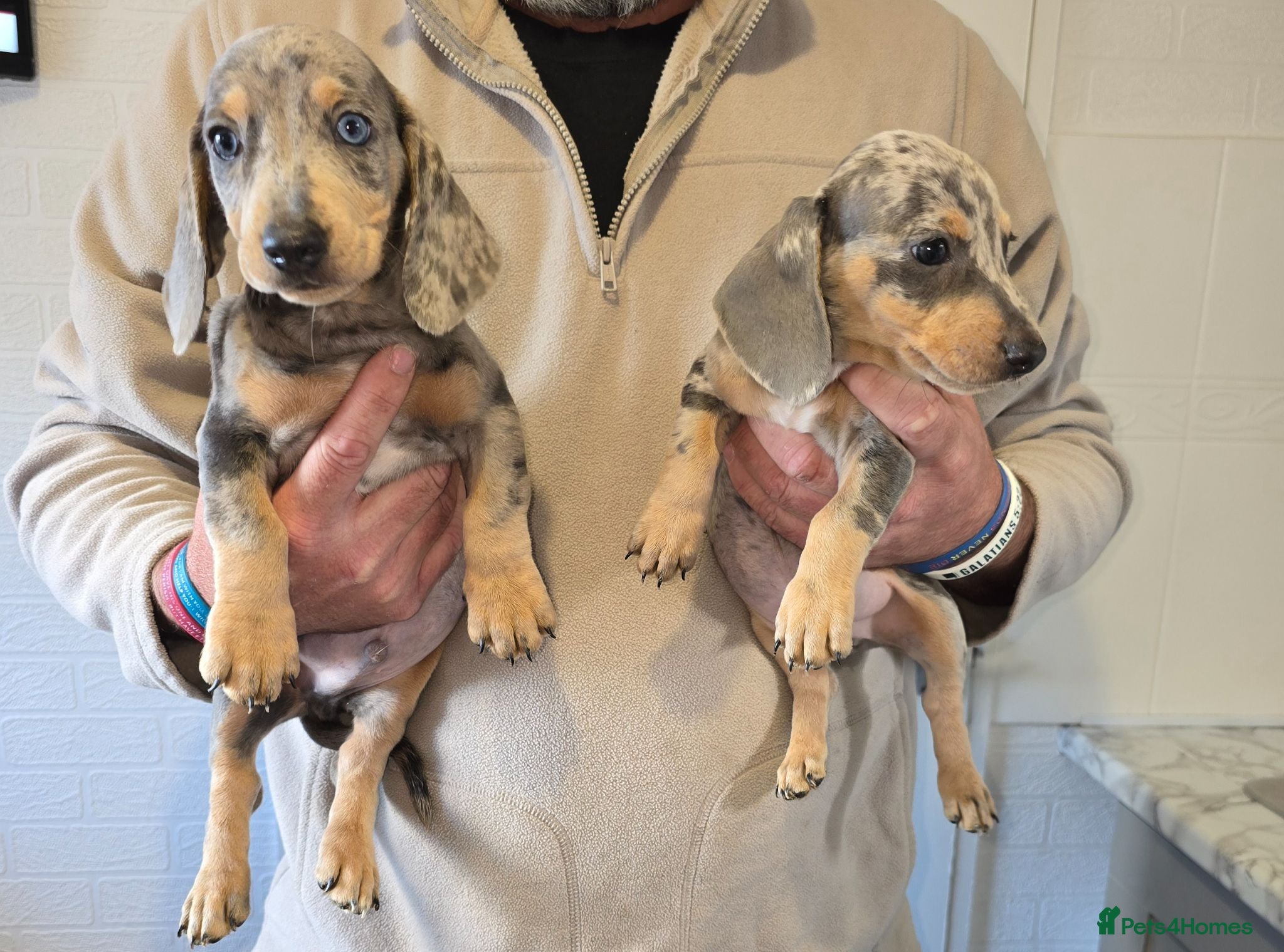 Dachshund dogs 6 beautiful dachshund puppies  - Advert 1