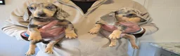 Dachshund dogs for sale: 6 beautiful dachshund puppies  - Advert 1