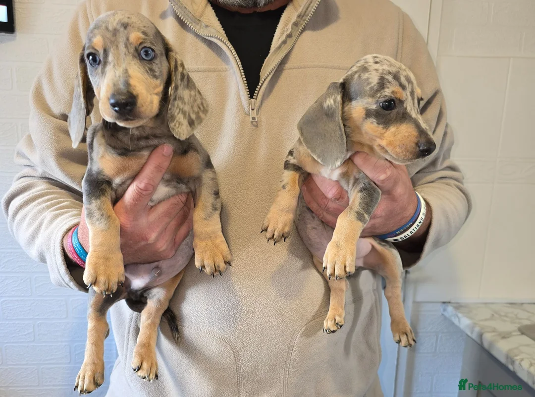 Dachshund dogs for sale: 6 beautiful dachshund puppies  - Advert 1