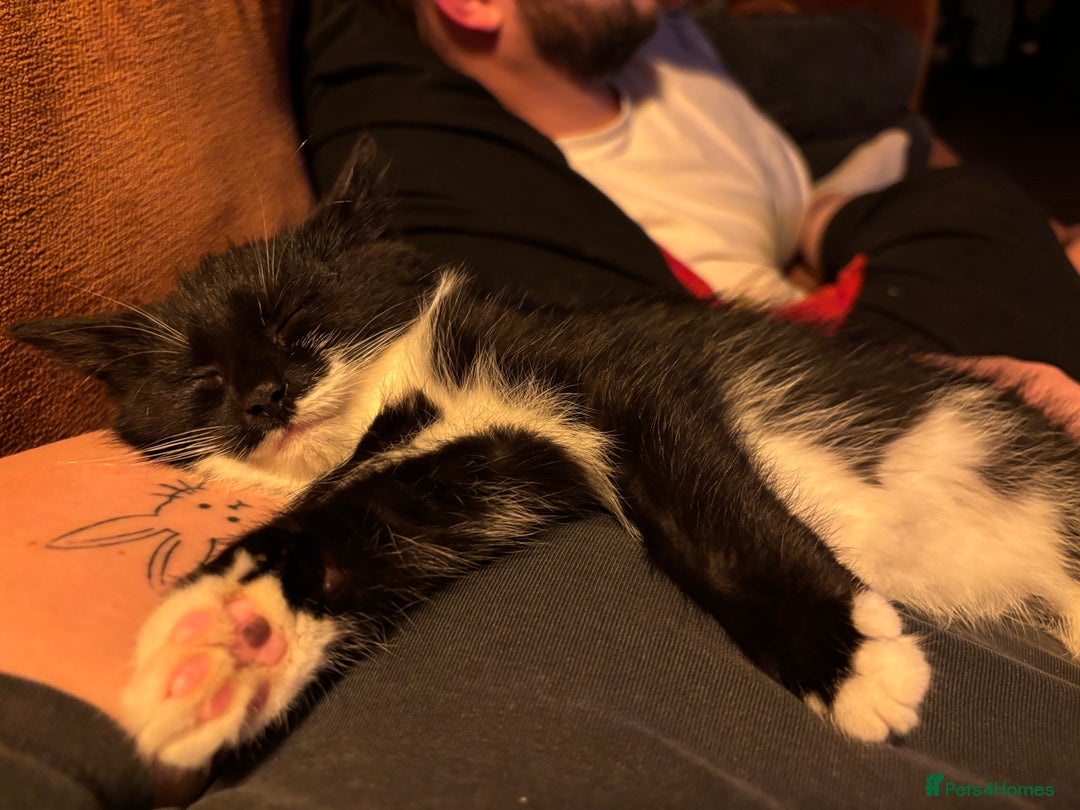 Mixed Breed cats for sale: Cat for sale  - Advert 6