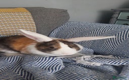 Mixed Breed rabbits for sale: 3 bunnies, different ages, mix breed in Chatham - Image 5