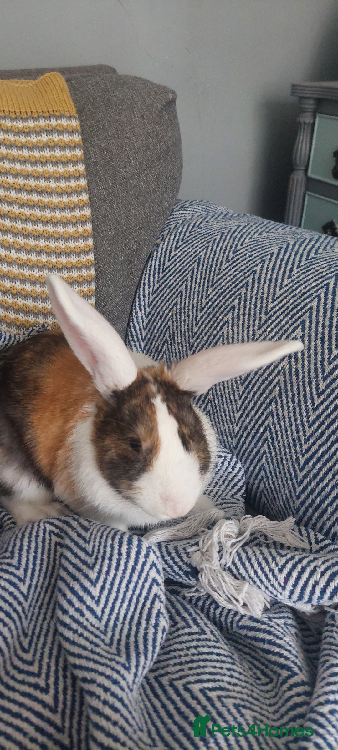 Mixed Breed rabbits for sale: 3 bunnies, different ages, mix breed in Chatham - Image 5