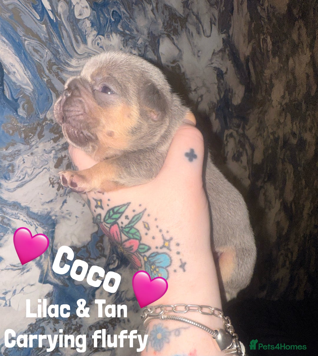 French Bulldog dogs for sale: Fluffy & testable frenchies - Image 12