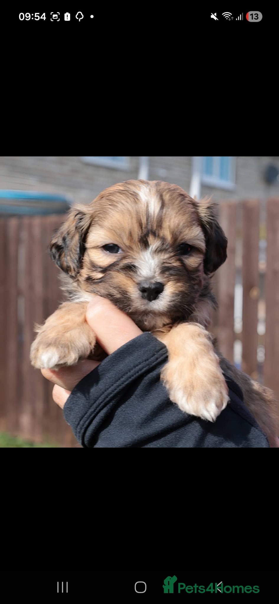 Mixed Breed dogs Cocker spaniel cross puppies - Advert 8