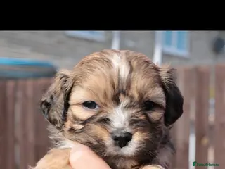 Mixed Breed dogs Cocker spaniel cross puppies - Advert 8