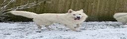 German Shepherd dogs for stud: *Proven* White Shepherd Dog at Stud  - Advert 2