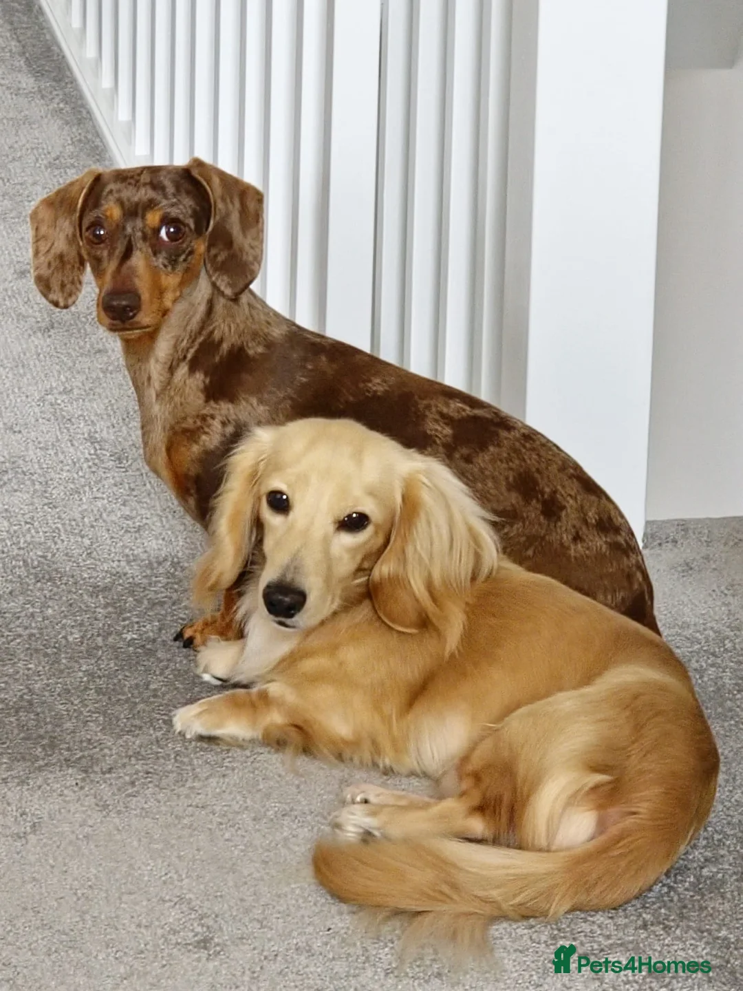 Miniature Dachshund dogs for stud: Shaded cream miniature dachshund 3.6kg - Advert 16