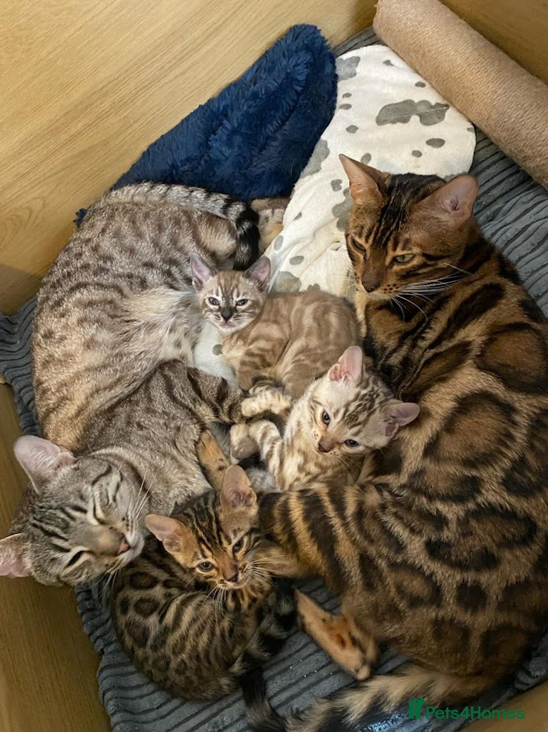 Bengal cats for sale: 🔥✨Pedigree TICA-Registered Bengals - Advert 21