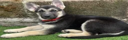 Mixed Breed dogs for sale: German shepherd x White Swiss shepherd  in Tonypandy - Advert 3
