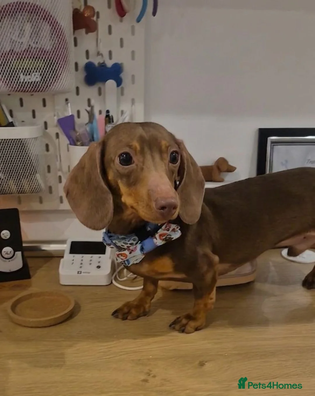 Miniature Dachshund dogs for stud: KC FULLY HEALTH Tested Miniature Dachshund Stud  in Ashford - Advert 5