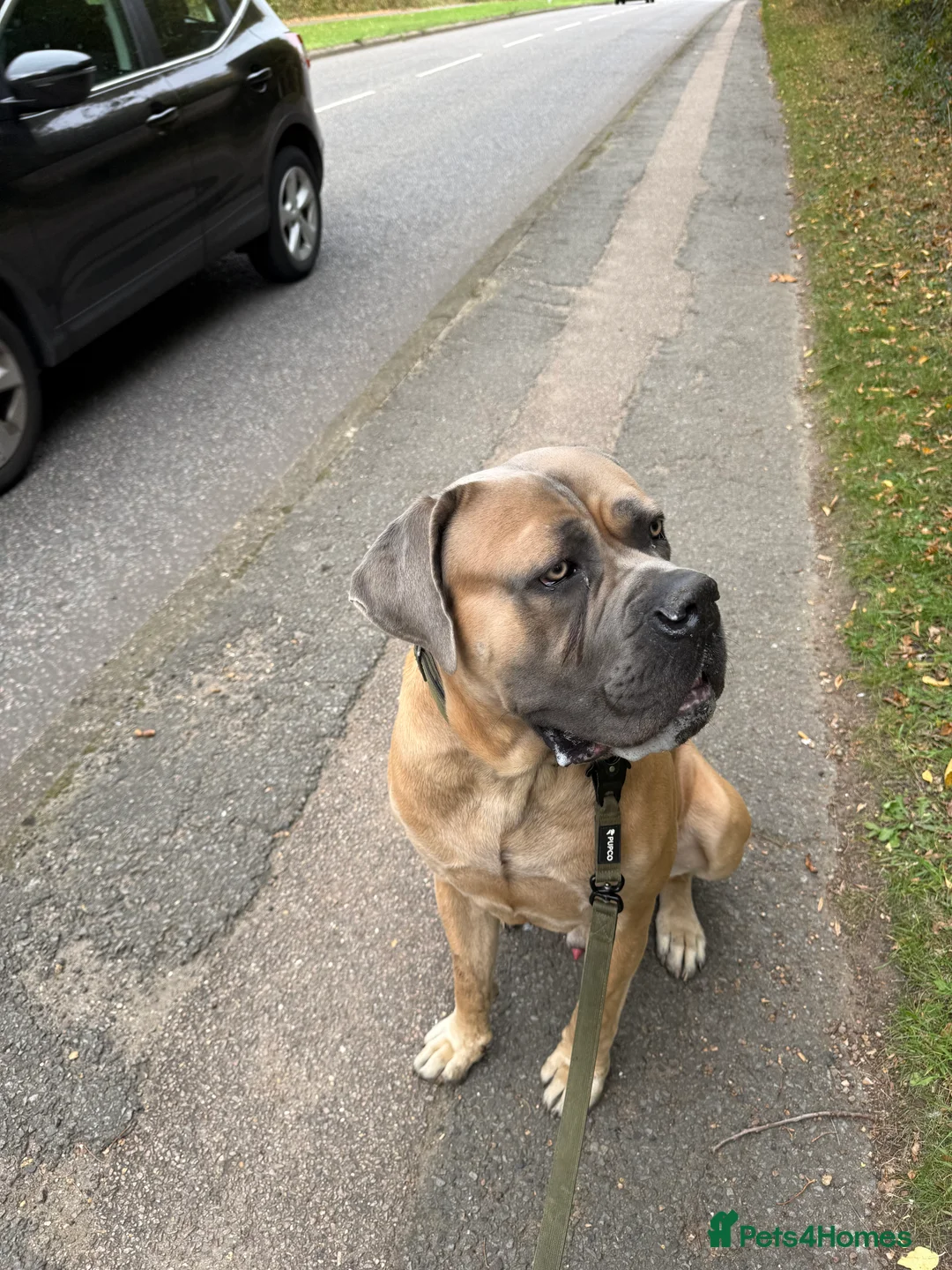 Cane Corso dogs for sale: 3 year old male cane corso - Advert 2