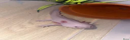 Axolotl reptiles for sale: 11 month old female dirty Lucy Axolotl  in Crewe - Advert 19