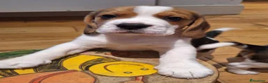 Beagle 1