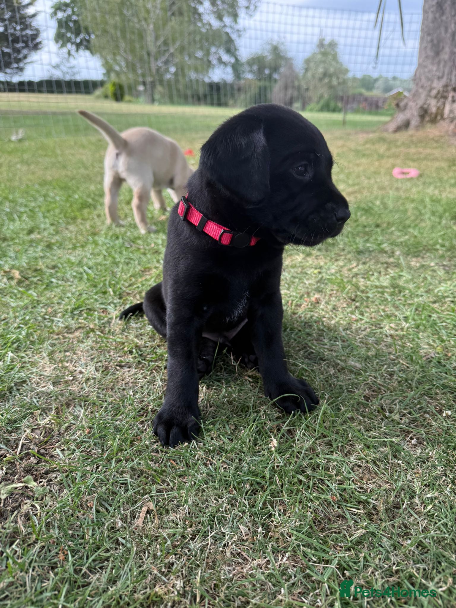 Labrador Retriever dogs for sale: Beautiful litter of Labrador puppies  - Advert 13