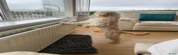 Cavapoo dogs for sale: Female Cavapoo Puppy in Enniskillen - Advert 4