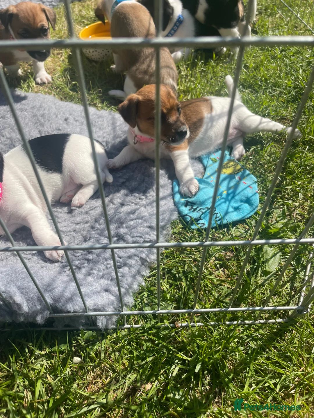 Jack Russell dogs for sale: Ready to leave Monday 1 girl 1 boy JRT puppy left - Advert 2