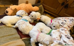West Highland Terrier dogs for sale: Westie pups  - Image 3