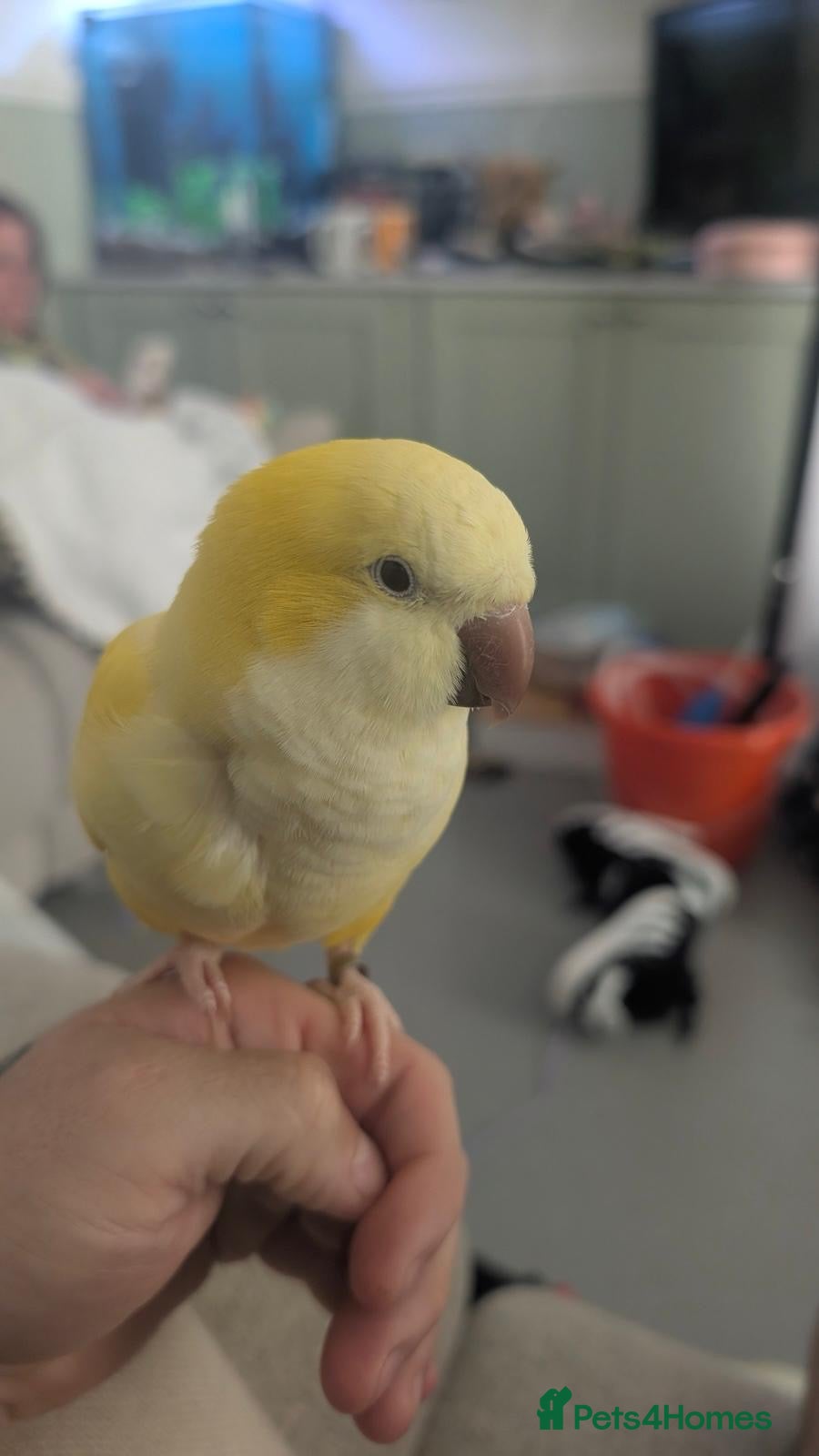 Parrots birds 2 gorgeous  monk / quakers  - Advert 1