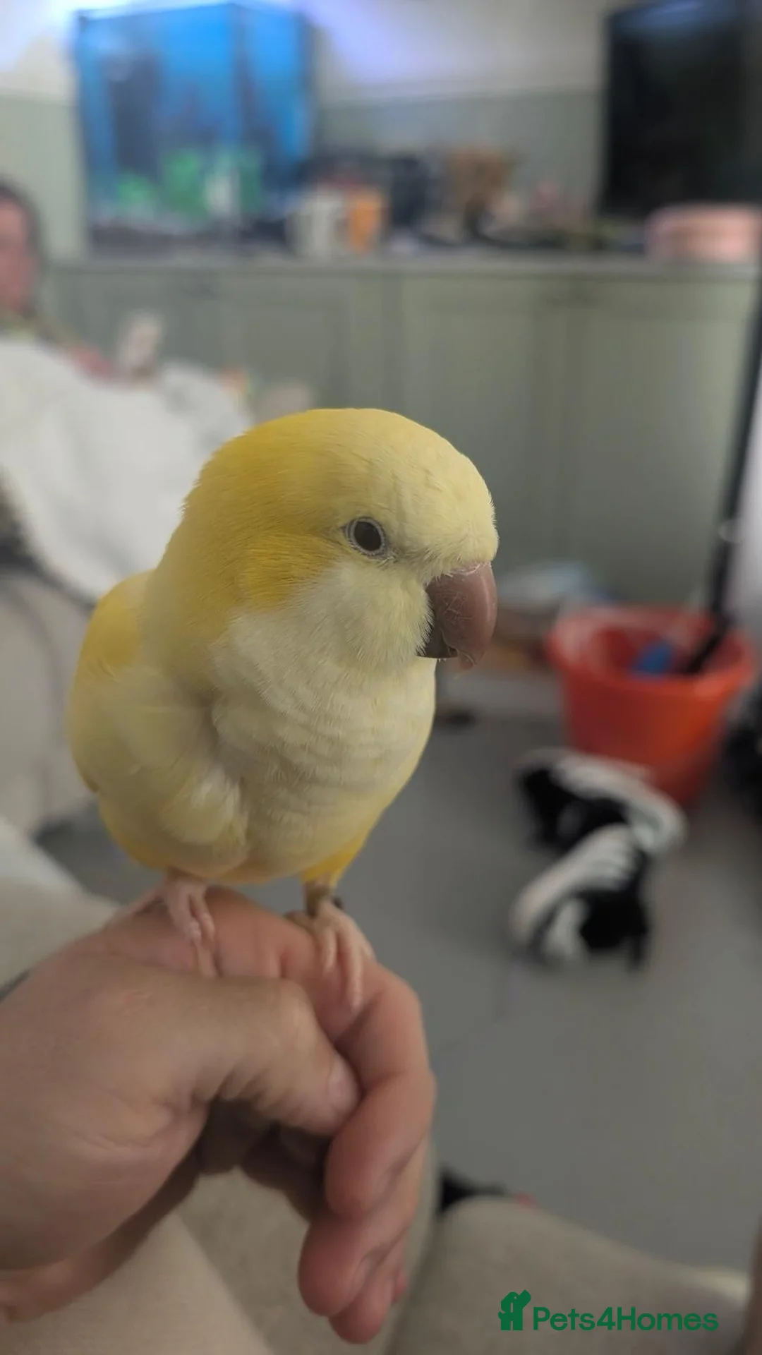 Parrots birds for sale: 2 gorgeous  monk / quakers  in Stevenage - Advert 1