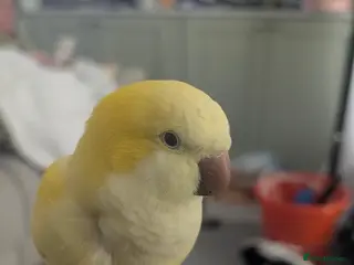 Parrots birds 2 gorgeous monk / quakers - Advert 1