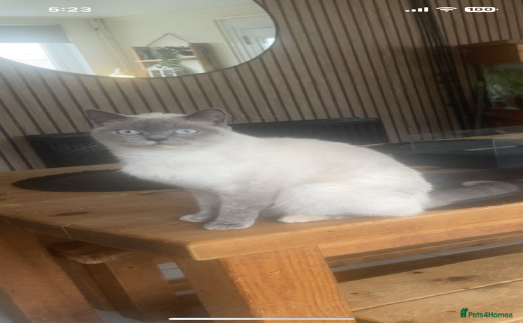 British Shorthair cats - Advert 8